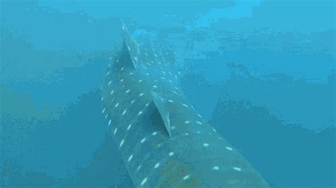 Whale Shark Shark GIF - Whale Shark Shark Tail Fin - Discover & Share GIFs