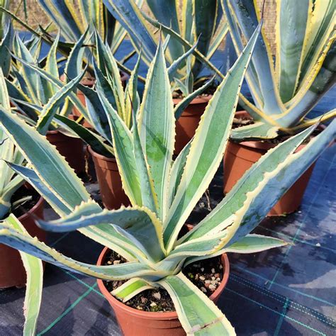 Agave americana variegata - cactus e succulente da giardino online