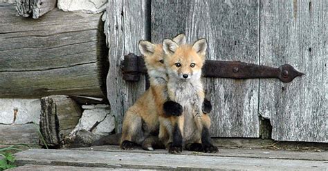 27 Baby Foxes That Are Too Cute To Be True | Bored Panda