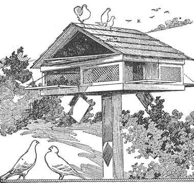 Free Pigeon House Plans - All Free Plans from Stan's Plans | Pigeon house, Birdhouse woodworking ...