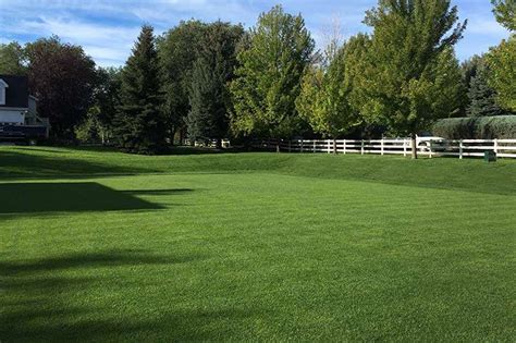 Colorado Blue™ Sod Bluegrass - Green Valley Turf, Residential