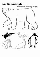 Arctic Habitat Coloring Pages At GetDrawings  Free Download sketch template