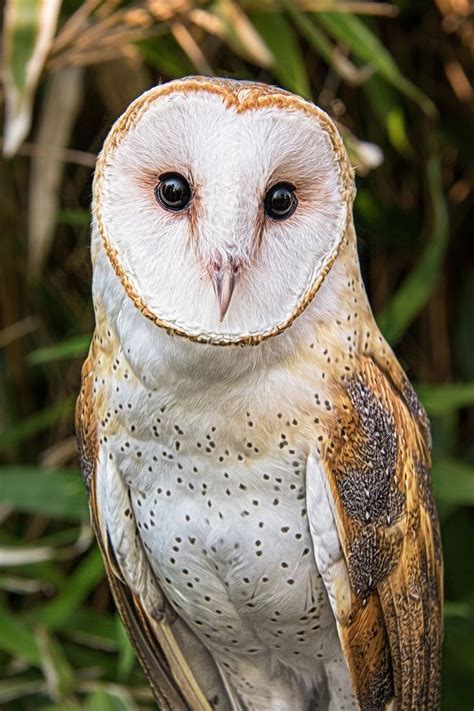 Western Barn Owl | Barn owl, Owl photography, Owl