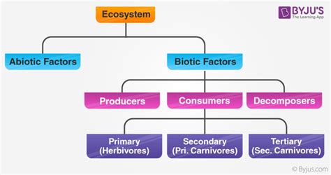 Structure of Ecosystems | A Level Geography Revision Notes