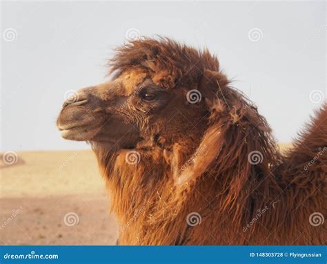 Bactrian or Two-humped Camel in the Gobi Desert, Mongolia Stock Photo - Image of asia, gobi ...