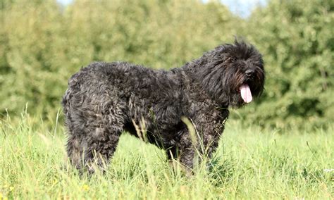 Bouvier des Flandres Breed: Characteristics, Care & Photos | BeChewy