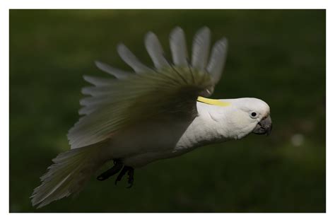 Cockatoos & parrots - Wildlife Photography on Fstoppers