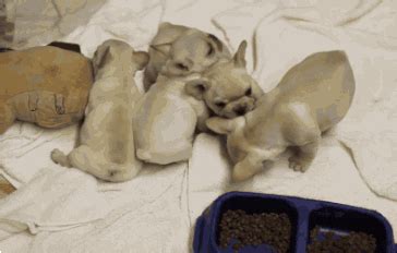 Bulldog Puppy GIF - Find & Share on GIPHY