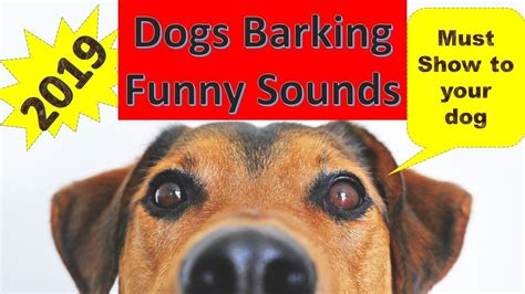 Dogs Barking 2019 - Dogs Barking Song - YouTube