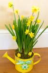 Watering Can And Daffodils Free Stock Photo - Public Domain Pictures