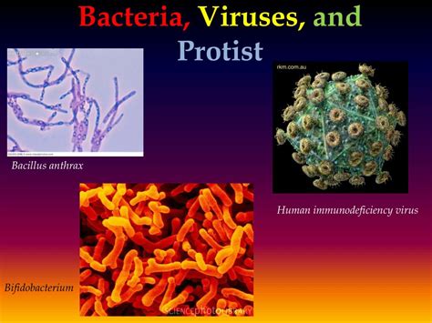 virus ppt microbiology