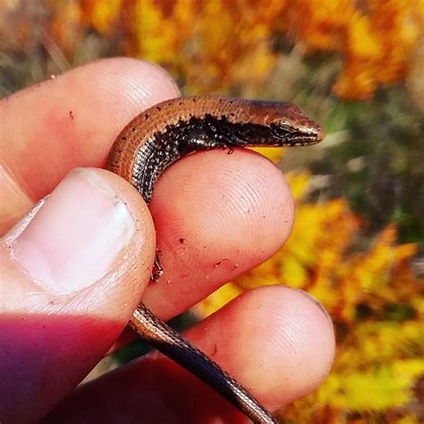 Juvenile northern alligator lizard : r/herpetology