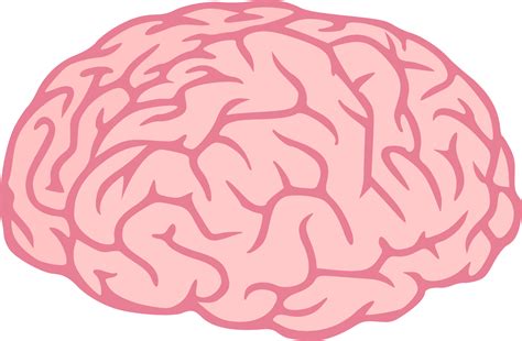 Brain Clipart PNG Transparent | OnlyGFX.com