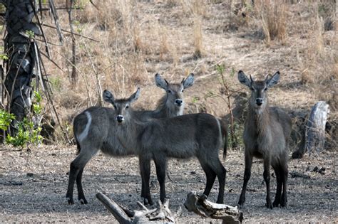 Malawi Safari Wildlife Highlights | Safari Consultants