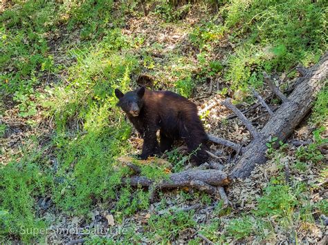 One Day in Sequoia National Park • U.S. National Parks • The Simple ...