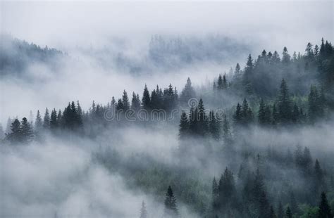 Foggy Forest in the Mountains. Landscape with Trees and Mist. Landscape after Rain. a View for ...