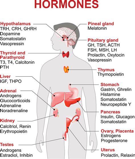 Hormones In The Body And Their Functions