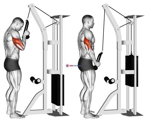 Cable Standing One Arm Tricep Pushdown (Overhand Grip) - Home Gym Review