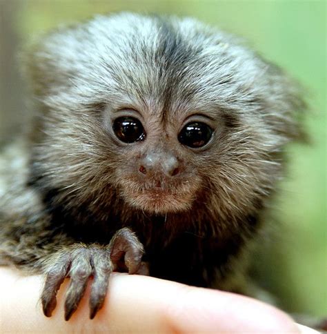 Baby marmoset | Cute baby animals, Marmoset monkey, Pygmy marmoset