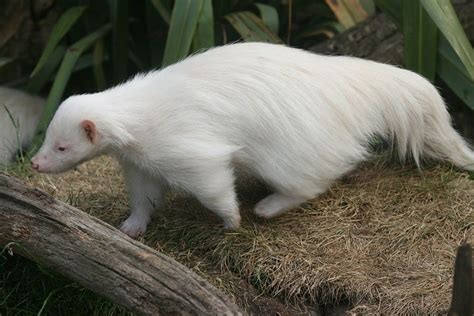 When Nature Runs Out Of Paint: 25 All-White Animals | Rare albino animals, Albino animals ...