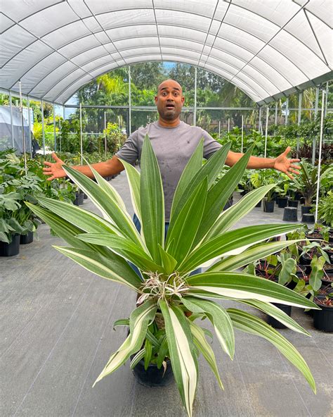 Variegated Crinum Lily | PlantVine