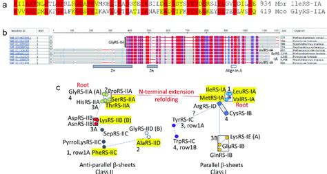 Evolution of aaRS enzymes. A) Local alignment of a class I IleRS-IA and... | Download Scientific ...