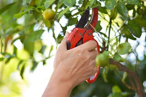 Pruning Orange Trees? What You Need to Know. - Garden.eco