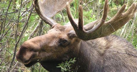 Watch: Moose comes within feet of snowboarder on Breckenridge ski run