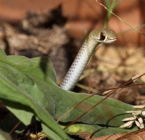 Yellow-faced whipsnake - Wikipedia