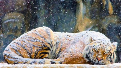 Snow Tiger Wallpapers - Wallpaper Cave