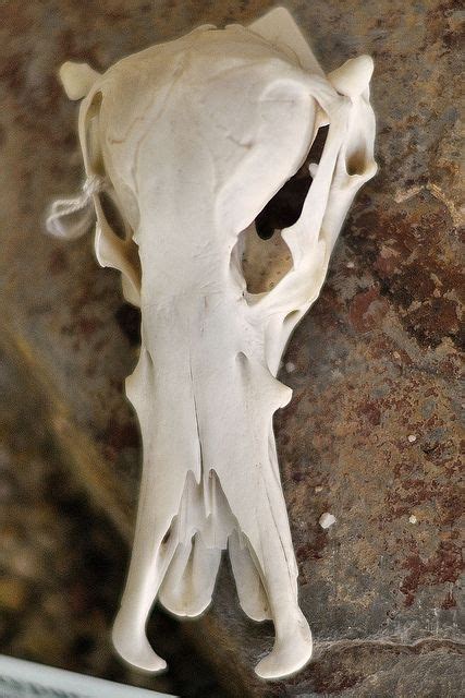 13 interesting animal skulls | Animal skeletons, Animal skulls, Animal bones