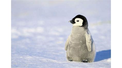 🔥 Download Baby Penguin Wallpaper by @susanharper | Emperor Penguin ...