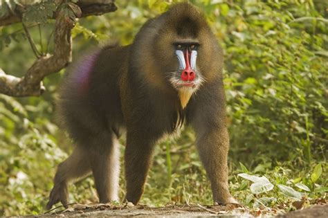 11 Fascinating Facts About Monkeys