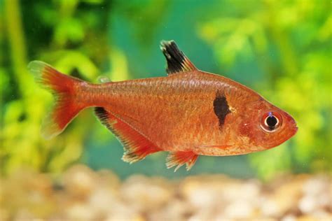 Serpae Tetra Care Guide: Needs, Diet, Tank Mates & Breeding