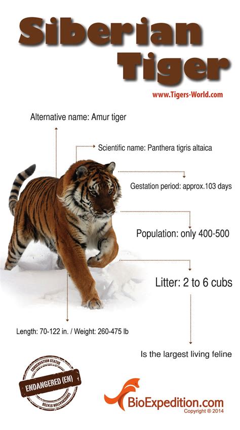 siberian-tiger copia | Tiger Facts and Information