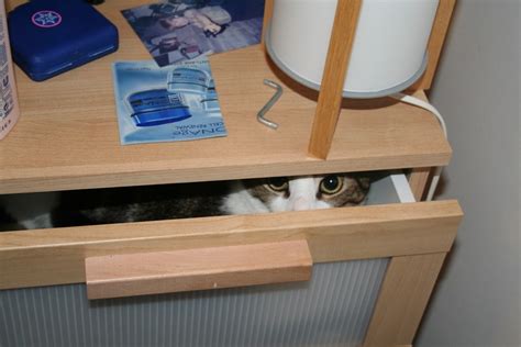 Cats in Drawers | No - not drawers as in pants, as in with s… | Flickr