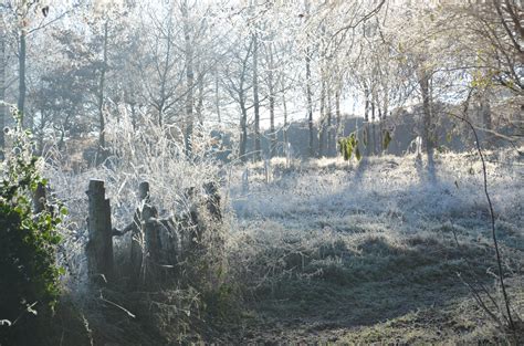 Free Images : tree, forest, wilderness, snow, winter, trail, frost, season, wetland, woodland ...