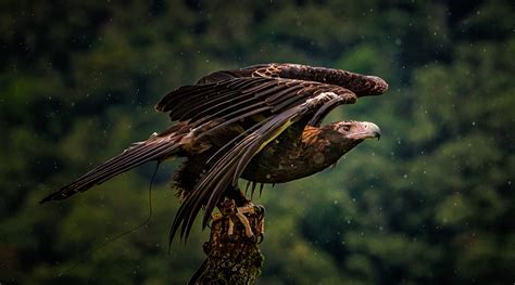 Birds of Prey Show | O'Reilly's Rainforest Retreat