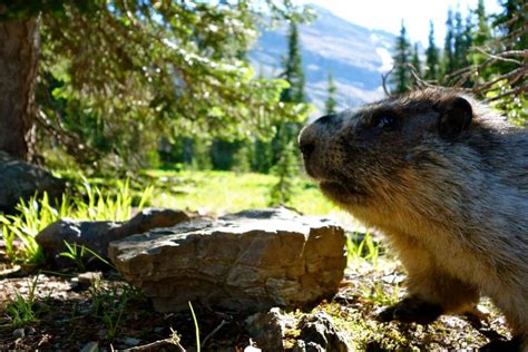 Marmot Animal Diet Types - chposts