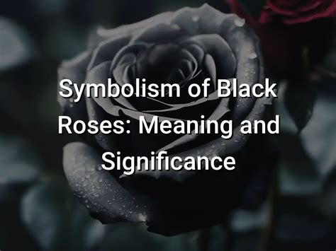 Symbolism of Black Roses Meaning and Significance - Symbol Genie