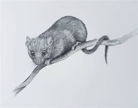 #dormouse pencil drawing by Kerry Jane | Drawings, Wildlife artists ...