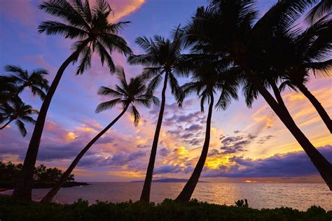 Download Horizon Sunset Tropical Sea Ocean Silhouette Tree Nature Palm ...