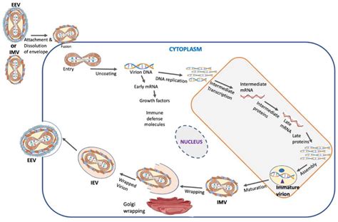 Schematic representation of the Orthopoxvirus replication cycle and ...