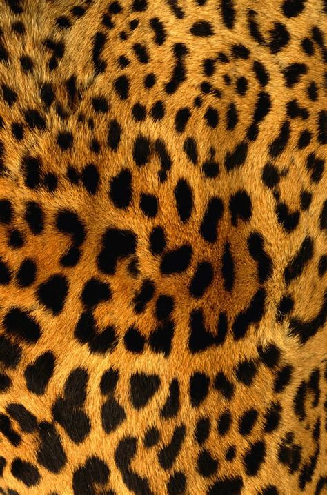 Free photo: Leopard Skin - Animal, Hunt, Leopard - Free Download - Jooinn