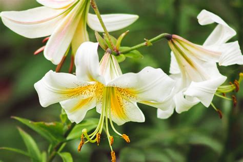 14 Beautiful Lily Varieties for Your Garden