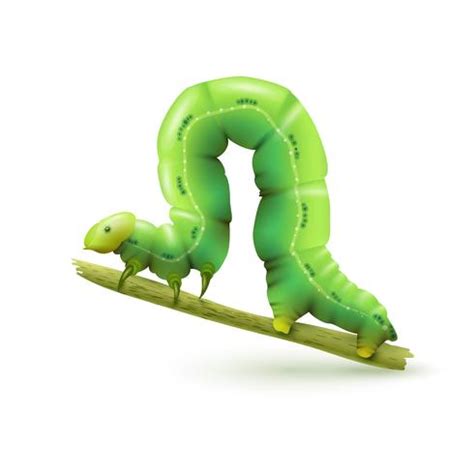 Caterpillar realistic isolated 444691 Vector Art at Vecteezy