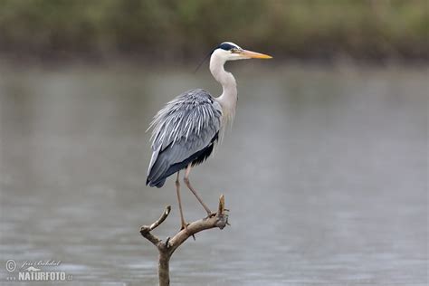 Grey Heron Photos, Grey Heron Images, Nature Wildlife Pictures ...