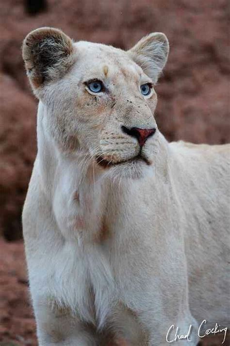 Leucistic lioness | Animals beautiful, Lion pictures, Cute baby animals