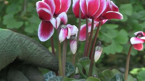 Cyclamen Plant Care - Indoor Growing Conditions - YouTube