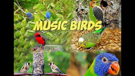 Relaxing Music Birds, Stress Relief, Meditation... - YouTube